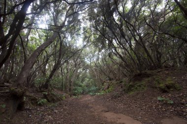 Ormanın güzel manzarası, doğa manzarası.
