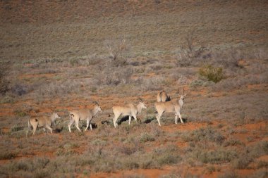Büyük Kudu, yayılım gösterir: strepsiceros