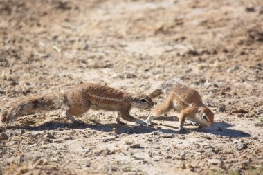 Cape toprak sincabı Xerus inauris kolonisi yemek yiyor ve tehlike için nöbet tutuyor.