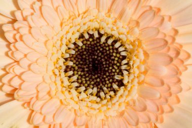 Taze çiçeğin makro görüntüsü