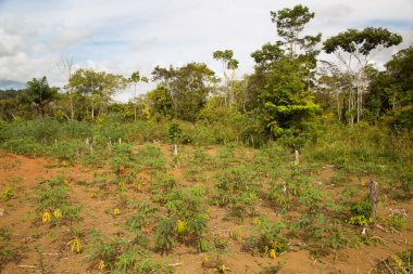 yeşil tropikal tarım çiftliği görünümü