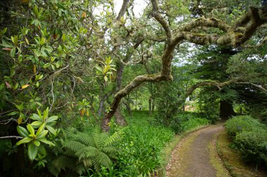 Ormandaki yeşil orman
