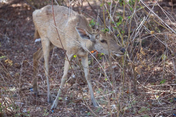 Closeup Doe Deer Javan Rusa Sunda Sambar Rusa Timorensis — Stock Photo, Image