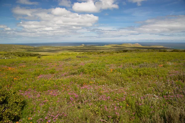 Yeşil yaz otlağının güzel manzarası