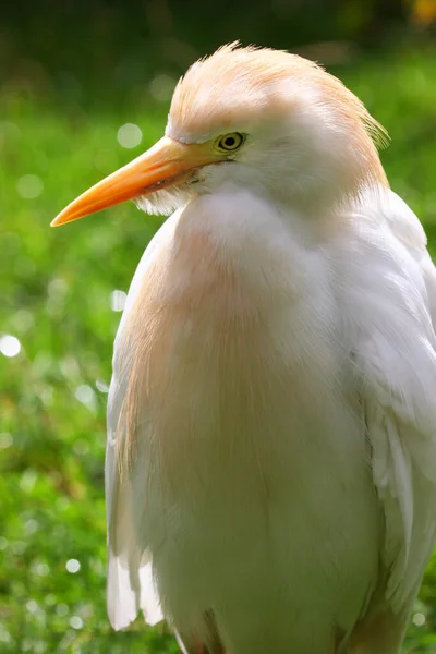 Beyaz Koereiger Kuşunun Görünümü — Stok fotoğraf