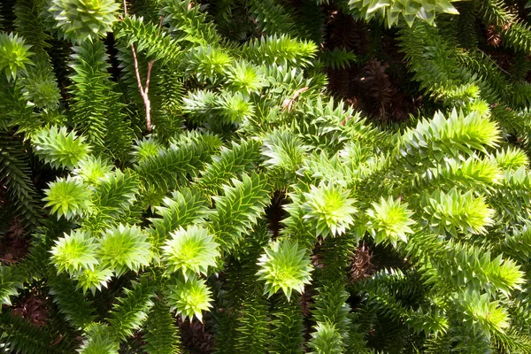 Zblízka Záběr Rostliny Přírodní Tapety — Stock fotografie