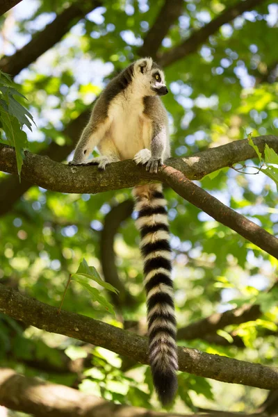 Genç Bir Maymun Ağaç Dalında Oturuyor — Stok fotoğraf