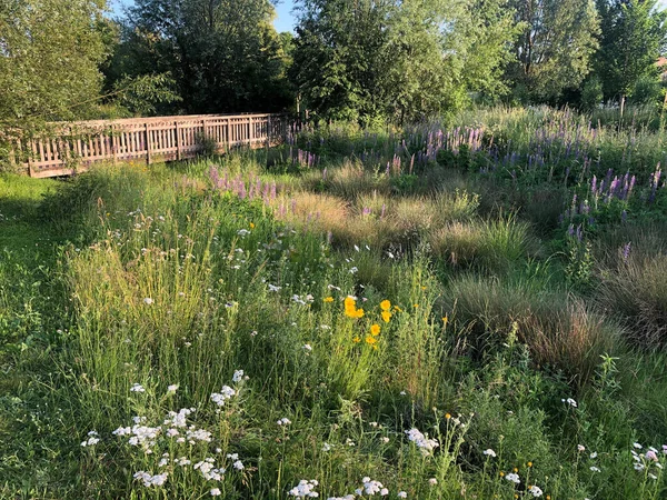 Yazın geniş bir çayırı olan güzel bir manzara.