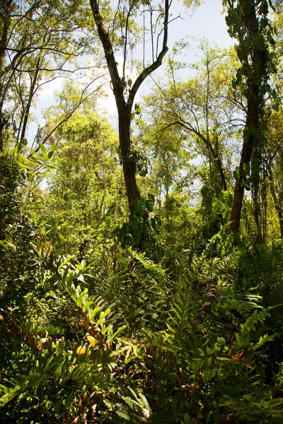 Yeşillik yemyeşil Tropikal ormanda