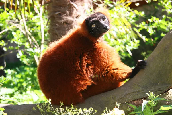 Gros Plan Mignon Lémurien Volants Rouges Varecia Rubra — Photo