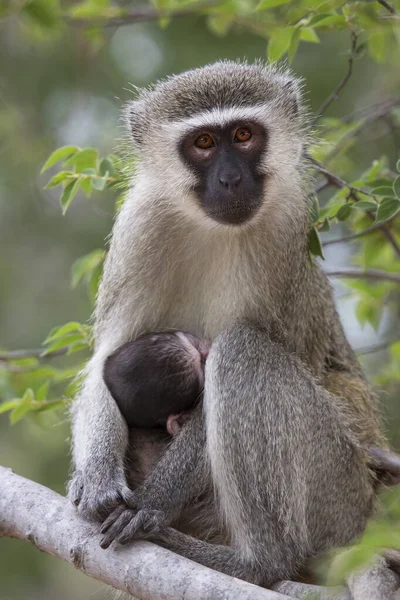 Closeup Feeding Mother Velvet Monkey Chlorocebus Pygerythrus Baby Suckling Milk — Stock Photo, Image