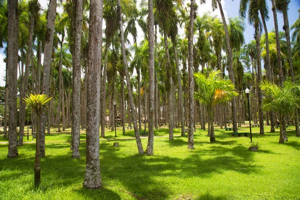 Palmeras Parque — Foto de Stock