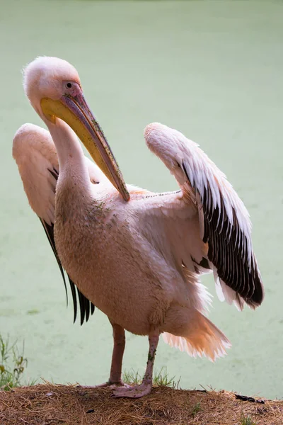 Pélican Pelecanus Onocrotalus Sur Rivière — Photo