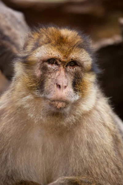 Zblízka Roztomilé Chlupaté Macaque — Stock fotografie