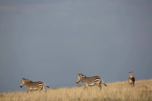 Manada Zebras Planícies Descansando Campo Grama Aberta Uma Paisagem Terras — Fotografia de Stock