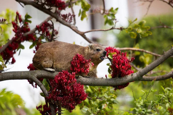 Tiro Perto Belo Quokka Uma Árvore — Fotografia de Stock