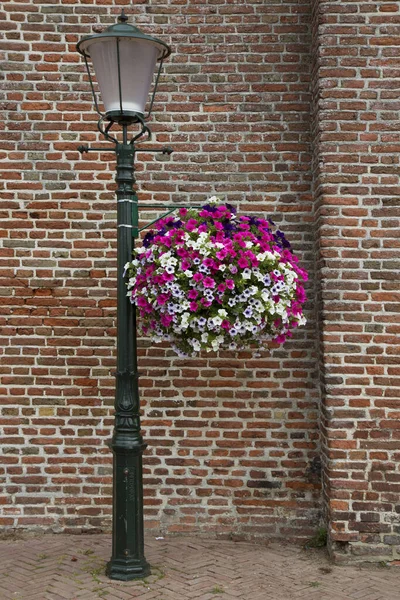 beautiful pink flowers on a brick wall