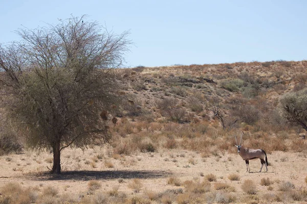 Stado Gemsbok Lub South African Oryx Oryx Gazella Spacery Wypas — Zdjęcie stockowe