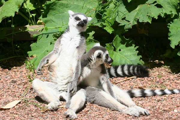 Hayvanat bahçesindeki şirin lemur.