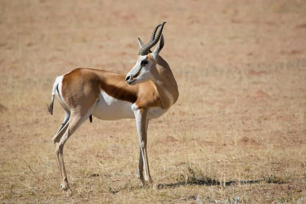 Springfield, Antidorcas Marsupialis, çölün kuru otlaklarında yürüyor ve otluyor.