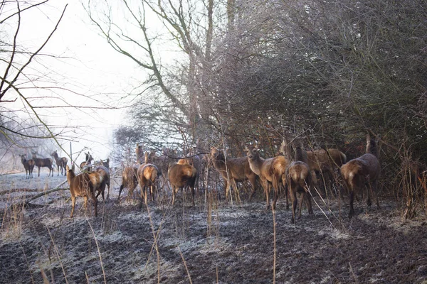 Landscape Doe Herd Red Deer Cervus Elaphus — Stock Photo, Image