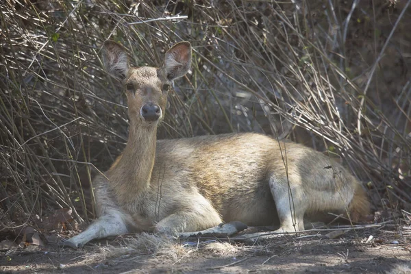 Closeup Doe Deer Javan Rusa Sunda Sambar Rusa Timorensis — Stock Photo, Image