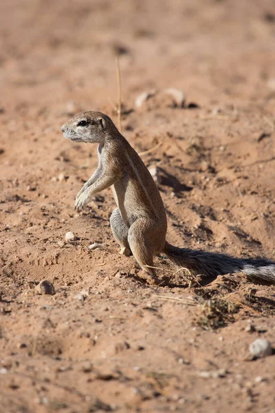 Αποικία Του Ακρωτηρίου Εδάφους Σκίουρος Xerus Inauris Τρώει Και Επιφυλακή — Φωτογραφία Αρχείου