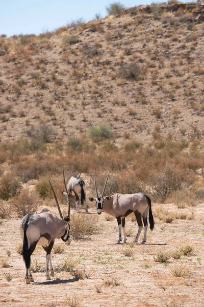 Gemsbok sürüsü ya da Güney Afrika antilobu, Afrika antilobu ceylanı Kalahari çölündeki kuru otların arasında yürüyor ve otluyor.