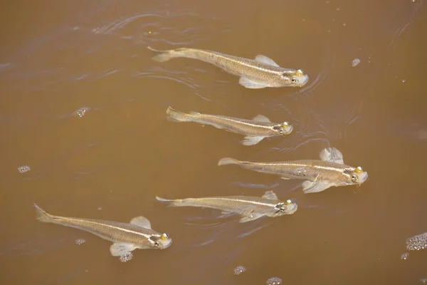 Peixes Que Flutuam Água Lamacenta Rio — Fotografia de Stock