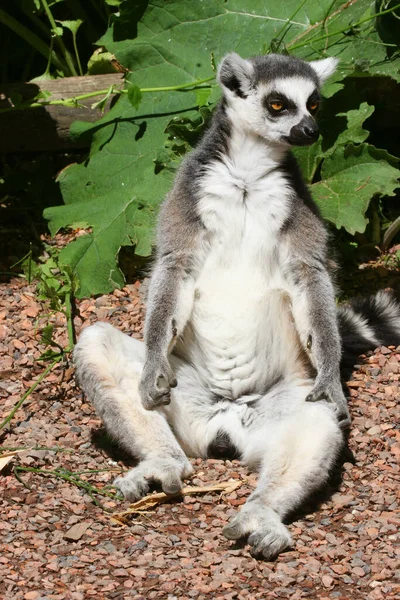 Hayvanat Bahçesindeki Şirin Lemur — Stok fotoğraf