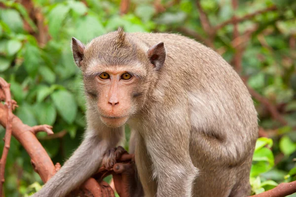 Macaco Selvagem Bonito Floresta Tropical — Fotografia de Stock