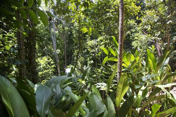 Belo Tiro Botânico Vegetação Tropical — Fotografia de Stock