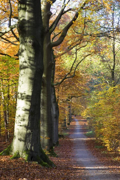 Ağaçlı ve yeşil yapraklı sonbahar ormanı