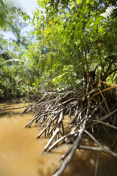 Denso Bosque Lluvioso Inundado Amazona Con Hojas Verdes Río —  Fotos de Stock