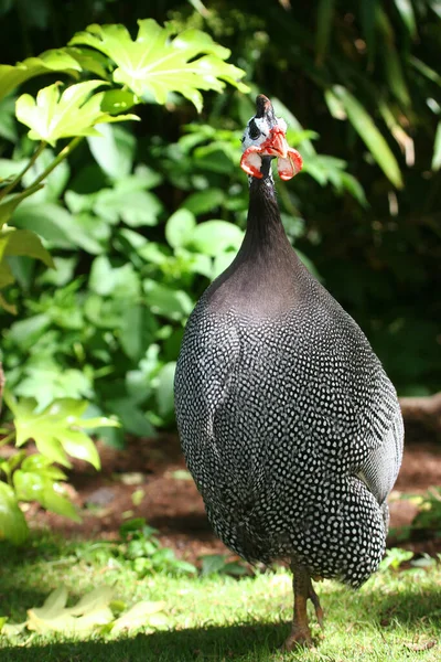 Primer Plano Hermoso Pájaro Pavo Real — Foto de Stock