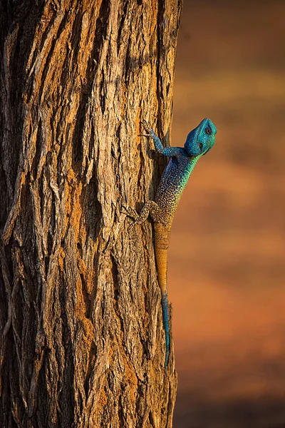 木の上のトカゲのクローズアップ — ストック写真