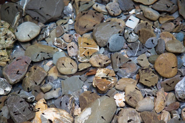 Stones Beach — Stock Photo, Image