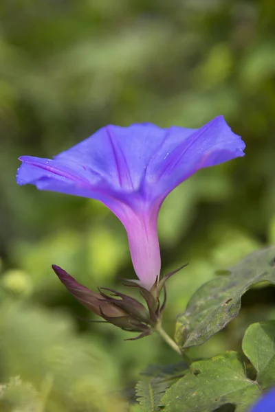 Eine Nahaufnahme Einer Wilden Blauen Blume Mit Grünen Blättern — Stockfoto