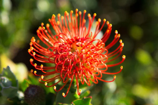 Close Protea Pincushion Floração — Fotografia de Stock