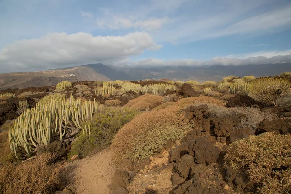 Volkan vadisi bitkileriyle volkanik manzara
