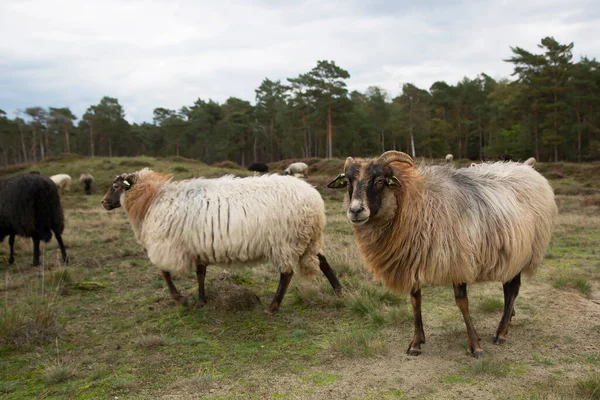 自然保護区の自然管理のための羊の放牧の群れ — ストック写真
