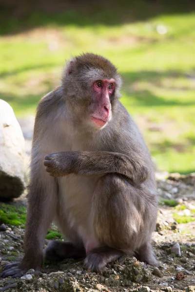 Ιαπωνικό Μακάκο Macaca Fuscata Ψάχνει Arround — Φωτογραφία Αρχείου