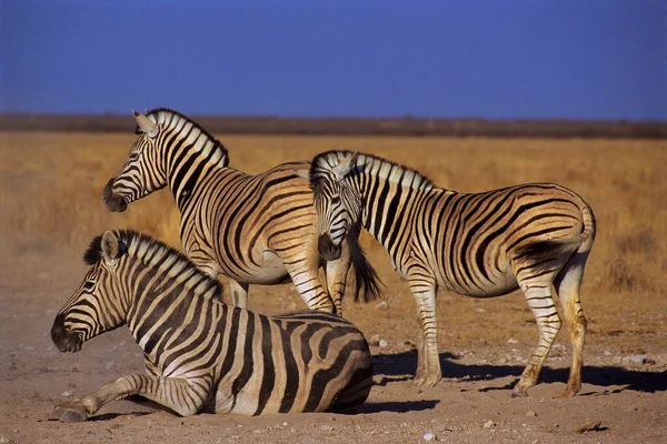 Afrika Daki Ulusal Parktaki Zebraların Görüntüsü — Stok fotoğraf