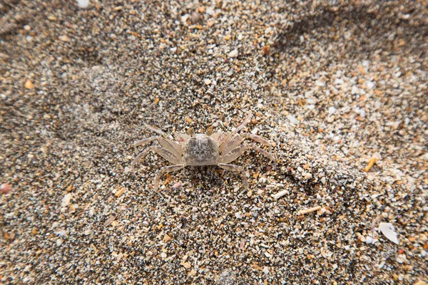Crabe Mer Sur Plage — Photo
