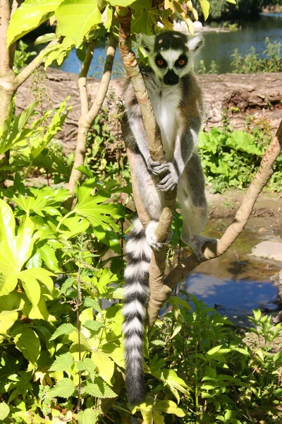 Hayvanat Bahçesindeki Şirin Lemur — Stok fotoğraf