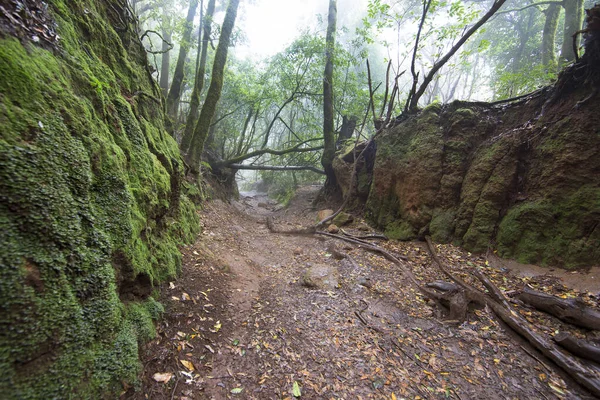 Ormanın güzel manzarası, doğa manzarası.