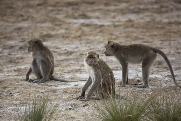 Grupo Macacos Areia Habitat Natural — Fotografia de Stock