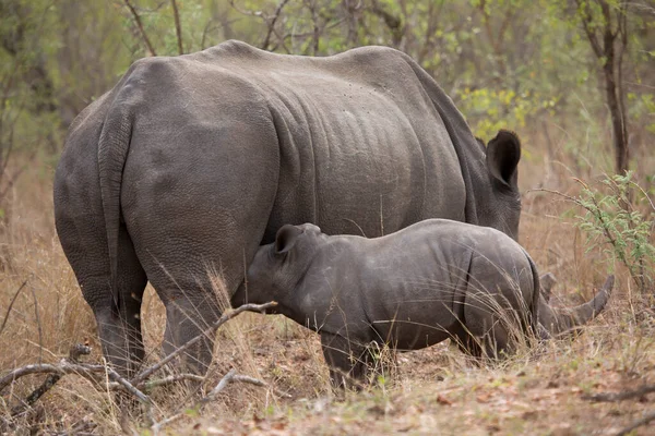네모난 코뿔소 새끼와 새끼를 젖먹이고 — 스톡 사진