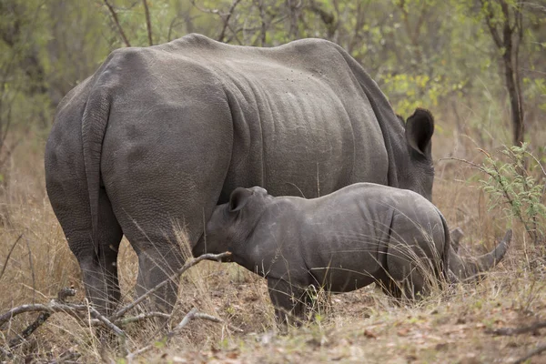 anne beyaz ya da kare dudaklı gergedan, Ceratotherium simum, emziren yavru ya da buzağı ile