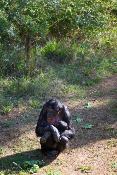 Primo Piano Simpatico Gorilla — Foto Stock